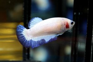 Ikan Laga BLUERIM BETTA CUPANG JANTAN
