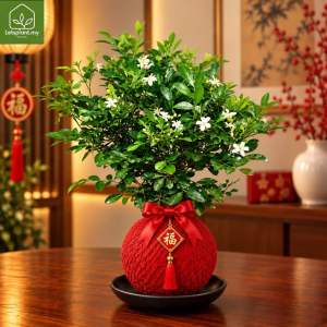 Zen Lucky Kokedama Moss Ball Plant | Feng Shui Indoor Bonsai Plant | 禅意招财风水植物 手作苔玉球 by Letsplant