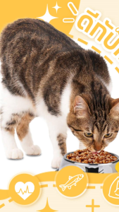 P&P อาหารแมวสายพรีเมี่ยม แลคโตเฟอริน โปรไบโอติกคู่ ป้องกันท้องเสีย เสริมภูมิคุ้มกัน อาหารเม็ดแมวโต 40 กรัม