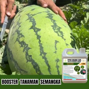Pupuk Organik Semangka 1 Liter Agar Cepat Berbuah Lebih Besar Booster Organik 1 Liter