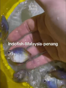 Balloon Boesemani Rainbow Fish / Ornamental Fish / Live Tropical Fish / Aquarium / Freshwater 石美人/(Indofish)