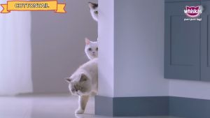 Whiskas Junior Saset 85gr: Makanan Kucing Berkualitas Tinggi