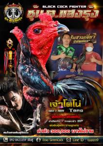 ไข่ไก่ชน ป่าก๋อยดุจริง สายเลือด โตโน่+ดำเอสโซ่ราคาต่อฟอง