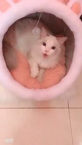 Ổ nệm nằm cho Chó Mèo có tai siêu ấm kèm banh bông đồ chơi (mẫu mới) - Love Pets Shop