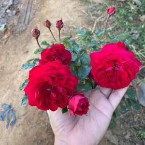 My Rose มายโรส กุหลาบพุ่ม ดอกดกสีแดง แบบถุง