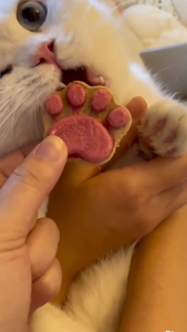 Pet Paw Snack Booster Kucing Cat Booster Snacks Cat Food Treat Freeze Dried Raw Meat Makanan Kucing