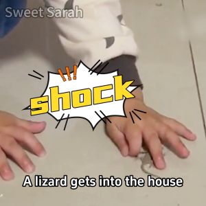 No lizards in 50 years Lizard repellent Buy One Get One Free Lizard killer Lizard repellent gel Lizard Pure natural plant extract Racun cicak paling kuat 壁虎驱除剂 Ubat cicak paling berkesan Gecko repellent 壁虎药 Cicak killer