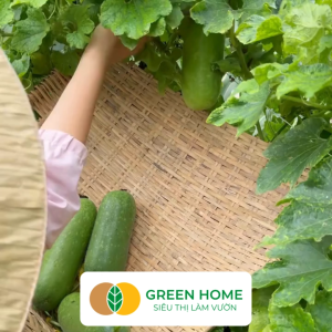 Hạt Giống Bí Đao Chanh Lai F1 GreenHome Gói 02g~10 hạt Siêu Trái Nhiều Quả Dễ Trồng Quanh Năm T42