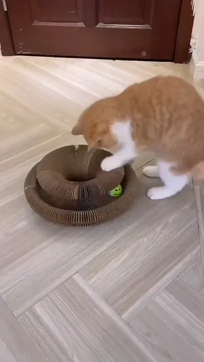 กล่องลับเล็บแมวออร์แกนวิเศษ พับได้พร้อมรางบอล