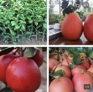 Cây giống bưởi đỏ tiến vua bưởi vỏ đỏ ruột đỏ chín tết. Cây giống f1