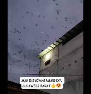 King Birahi Akau 2015 Produksi Akau Jaminan Asli 100% Original Garansi Resmi 1Tahun flashdisk