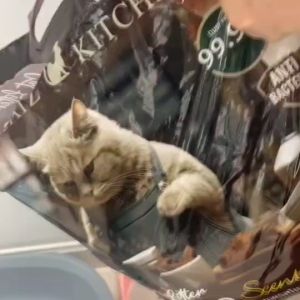 10 ลิตร Catz Kitchen เบนโทไนท์ ทรายแมว กลิ่นหอม 3 เท่า บางอุดตัน 3 วินาที