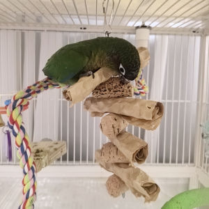 Sun King Keke Parrot Toy: A Comprehensive Guide\\n\\n Understanding the Sun King Keke Parrot Toy\\n\\n What is the Sun King Keke Parrot Toy?\\n\\nThe Sun King Keke Parrot Toy is a specially designed parrot toy that provides mental stimulation, physical exercise, and entertainment for your feathered friend. Made from durable materials, it is perfect for parrots of various sizes, including small birds like budgies and larger species like macaws.\\n\\n How Does It Benefit Your Parrot?\\n\\nParrots are intelligent and active creatures that require mental and physical stimulation to maintain their overall health and well-being. The Sun King Keke Parrot Toy offers numerous benefits, such as:\\n\\n* **Mental Stimulation:** The toy encourages problem-solving and critical thinking skills, helping to keep your parrot mentally sharp.\\n* **Physical Exercise:** Chewing and playing with the toy helps your parrot maintain strong muscles and healthy beaks.\\n* **Entertainment:** The engaging design keeps your parrot entertained and reduces boredom-related behaviors, such as feather plucking and excessive vocalization.\\n\\n Choosing the Right Parrot Toy\\n\\n What to Consider When Selecting a Parrot Toy\\n\\nWhen choosing a parrot toy, consider the following factors to ensure you select the perfect one for your bird:\\n\\n* **Size:** Choose a toy that is appropriate for your parrot's size. Larger birds may require sturdier toys, while smaller birds might prefer lighter, more delicate options.\\n* **Material:** Opt for toys made from non-toxic materials that are safe for your parrot to chew and play with.\\n* **Durability:** Look for toys that can withstand your parrot's strong beaks and playful nature.\\n* **Safety:** Ensure the toy does not have any small parts that could pose a choking hazard or become entangled around your parrot's legs or wings.\\n\\n Long-Tail Keywords: Parrot Beak Grinding Toy & Parrot Entertainment Toy\\n\\nIn addition to the Sun King Keke Parrot Toy, consider searching for these long-tail keywords when looking for the perfect toy for your feathered friend:\\n\\n* **Parrot Beak Grinding Toy:** A toy that encourages your parrot to grind its beak, helping maintain a healthy beak shape and length.\\n* **Parrot Entertainment Toy:** A toy that provides mental stimulation and entertainment, reducing boredom-related behaviors.\\n\\n Using the Sun King Keke Parrot Toy\\n\\n How to Introduce the Toy to Your Parrot\\n\\nIntroducing a new toy to your parrot can be exciting, but it's essential to follow these steps to ensure a smooth transition:\\n\\n1. **Clean the toy:** Before introducing the toy to your parrot, clean it thoroughly to remove any dust or debris.\\n2. **Place the toy near your parrot:** Allow your parrot to observe the toy from a distance before introducing it directly into their cage.\\n3. **Introduce the toy gradually:** Once your parrot seems comfortable with the toy's presence, slowly introduce it into their cage, starting with a short period of time.\\n4. **Monitor your parrot's reaction:** Observe your parrot's behavior around the new toy, ensuring they are not displaying signs of stress or anxiety.\\n\\n Tips for Maximizing Playtime\\n\\nTo make the most out of your parrot's playtime with the Sun King Keke Parrot Toy, consider these tips:\\n\\n* **Rotate toys:** Regularly rotate toys in your parrot's cage to keep them engaged and prevent boredom.\\n* **Encourage interaction:** Interact with your parrot during playtime to strengthen your bond and provide mental stimulation.\\n* **Monitor playtime:** Keep an eye on your parrot during playtime to ensure they are not overexerting themselves or becoming too aggressive with the toy.\\n\\n Long-Tail Keyword: Parrot Chew Toy\\n\\nIn addition to the Sun King Keke Parrot Toy, consider searching for these long-tail keywords when looking for the perfect chew toy for your feathered friend:\\n\\n* **Parrot Chew Toy:** A toy that encourages your parrot to chew, helping maintain a healthy beak shape and length.\\n\\n Caring for Your Parrot Toy\\n\\n How to Clean and Maintain the Sun King Keke Parrot Toy\\n\\nRegular cleaning and maintenance of your parrot's toys are essential to ensure their longevity and safety. Follow these steps to keep your Sun King Keke Parrot Toy in top condition:\\n\\n1. **Remove the toy from the cage:** Take the toy out of your parrot's cage and place it in a designated cleaning area.\\n2. **Clean the toy:** Use warm water and mild soap to clean the toy, removing any dirt or debris.\\n3. **Dry the toy:** Allow the toy to air dry completely before returning it to your parrot's cage.\\n4. **Inspect the toy:** Regularly inspect the toy for signs of wear and tear, replacing any damaged parts promptly.\\n\\n Replacing Worn-Out Parts\\n\\nOver time, your parrot's toys may become worn out or damaged. To ensure your parrot's safety and the longevity of their toys, replace any worn-out parts promptly. This includes:\\n\\n* **Replacing broken pieces:** If any parts of the toy break, replace them immediately to prevent your parrot from ingesting small pieces.\\n* **Reattaching loose parts:** If any parts of the toy become loose, reattach them securely to prevent your parrot from becoming entangled.\\n\\n Long-Tail Keyword: Parrot Bird Cage Toy\\n\\nIn addition to the Sun King Keke Parrot Toy, consider searching for these long-tail keywords when looking for the perfect bird cage toy for your feathered friend:\\n\\n* **Parrot Bird Cage Toy:** A toy that is specifically designed for use in a parrot's bird cage, providing mental stimulation and entertainment.\"