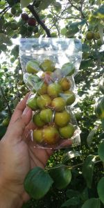 BUAH BIDARA ARAB (SIDR) kemasan STANDING POUCH | LANGSUNG DIPETIK DARI POHONNYA