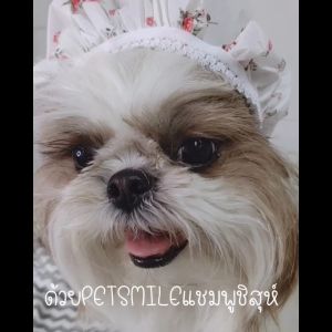 PETSMILE แชมพูผสมครีมนวดสำหรับสุนัขชิสุห์ สูตรออร์แกนิก  550ml.