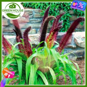 Green House® - Ornamental Fountain Grass Red Seeds (50 Seed) incl. Instruction for Planting - Rubrum Plant