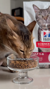 [Bundle Of 2] Hills Science Diet Adult Salmon & Brown Rice Recipe Dry Cat Food 1.58kg