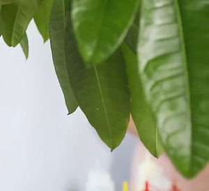 ขวดบีบซอส ขวดบีบนมข้น ขวดซอสพริก sauce squeeze bottle ขวดบีบซอสใส ปากแหลม ทนความเย็นและความร้อน 240ml 350ml 450ml 650ml 800ml 1000ml Aliz Selection