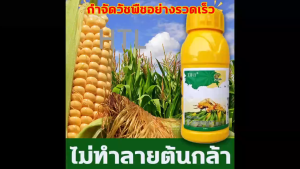 วัชพืชยาชุดข้าวโพด ยาฉีดทับข้าวโพด สารกำจัดวัชพืช 100g เข้มข้นสุดๆ ฆ่าหญ้ารอบข้าวโพด กำจัดหญ้าในไร่ข้าวโพด กำจัดวัชพืชเท่านั้น ไม่ทำลายข้าวโพด ยารัวข้าวโพด อาทราซีน90 อะทราซีน อาทาซีน90