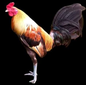 GÀ ĐÁ CAO CẤP MỸ VIỆT . 10 TRỨNG GÀ ẤP NỞ CON GIỐNG .TẶN THÊM 2 TRỨNG  .