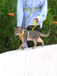 HamshMoc เสื้อกั๊กป้องกันการหนีของสัตว์เลี้ยงดีไซน์สายรัดปรับได้แสงสะท้อนสำหรับเดินกลางแจ้ง