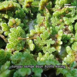 Pupuk Organik Azolla 2 kg Bonus Tas Wadah Pupuk - Pupuk Organik untuk berbagai Tanaman