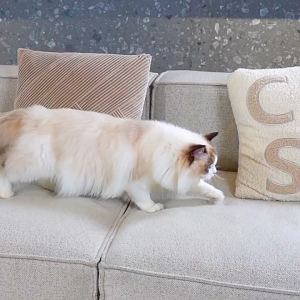 Pet smart cat litter box Oversized anti-splash electric cat toilet cat litter box automatic closed Cat litter box