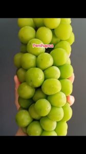 Bibit Anggur Shine Muscat Grafting Cepat Berbuah