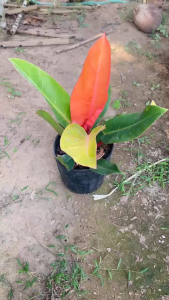 Cây Trầu Bà Đế Vương Đỏ - Tổng thể khoảng 30-40 cm - Cây kiểng lá sang trọng!