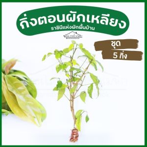 กิ่งพันธุ์ผักเหลียงชุด5กิ่ง ราชินีแห่งผักพื้นบ้าน