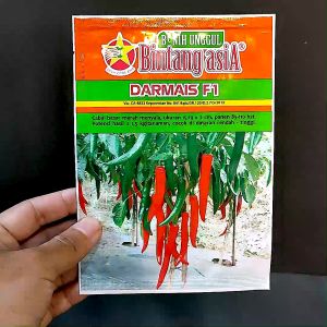 BENIH CABAI BESAR - DARMAIS F1