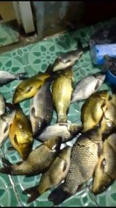 Salmon dan Udang/Umpan Praktis/Umpan Ikan Mas/Umpan Mcing Ikan/Umpan Tarung/Umpan Mudah/Umpan Ikan Subang/umpan praktis