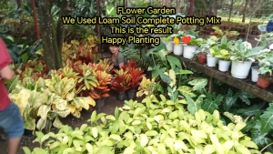 1 Sack Loam Soil 15kilo Complete potting mix