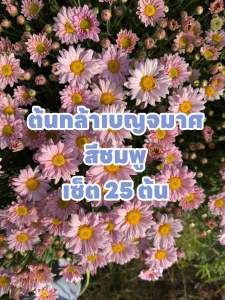 ต้นกล้าเบญจมาศ สีชมพู เซ็ต 25 ต้น