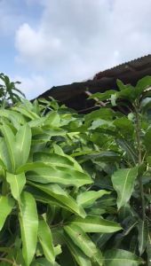 Bibit tanaman pohon manggah ki ojay | bibit pohon manggah ki ojay 1meter up