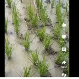 Osrok Alat Pencabut Rumput Alat Matun