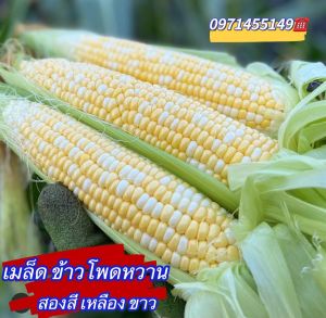 เมล็ดพันธุ์ ข้าวโพดหวาน สองสี เซเรนดิพิตี้ Serendipity Triple Sweet Corn F1 บรรจุ80-100เมล็ด(Zea mays)