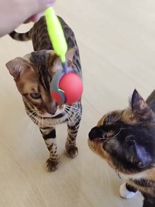 Interactive Cat Toy Ball Speedy Tail 2.0 Cat Toy Automatic Moving Cat Toys for Indoor Cats with Feather Tails Keep Them Busy