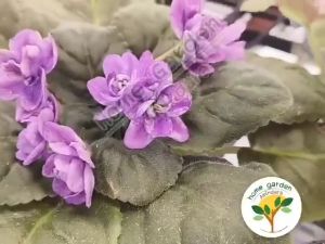 🌼🌼แอฟริกันไวโอเล็ต ดอกคละสี 🌼🌼(African Violet Crazy) กระถาง 3-4 นิ้ว สูง 15 ซม. ต้นไม้ดอกประดับขนาดเล็ก ดอกสีสันหลากหลาย