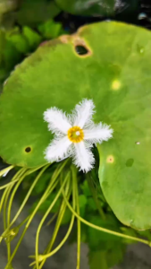 Ông Câu Ngồi Lá Sen Nổi Câu Cá Cho Bể Thủy Sinh (Ông Câu Cao 13cm)