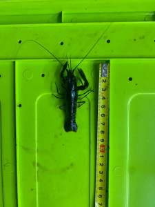 Blue Freshwater Lobster / Lobster Air Tawar / Australian Redclaw Crayfish/Ornamental Fish