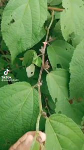 Cây an xoa tím rừng (quả có hạt giống 1000 hạt )