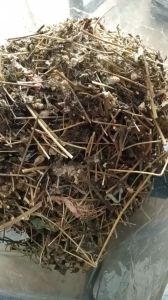 1kg cây cứt lợn - cỏ hôi sấy khô