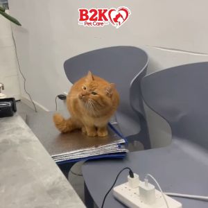 Kit Cat 2nd Chance Plant-Based Cat Litter (2.5KG)