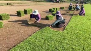 หญ้าสนามแท้ RealGrass หญ้าสด หญ้าตกแต่งสวน หญ้าปูพื้นสนาม หญ้านวลน้อย หญ้ามาเลเชีย 1แผ่นขนาด 50X100ซม. ครึ่งตารางเมตร 1 แผ่น