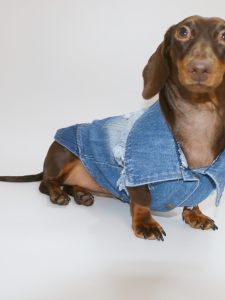 Spring Summer Thin Retro Denim Fringed Vest Dog Clothes for Small Medium Dogs like Dachshund Bichon Pomeranian Universal Petwear