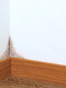 Mildew remover cleaner spray wall cleaner mildew anti-Mildew cleaning tiles mildew Household mould and Mildew remover for paper clothes Stain Remover 除霉剂喷雾