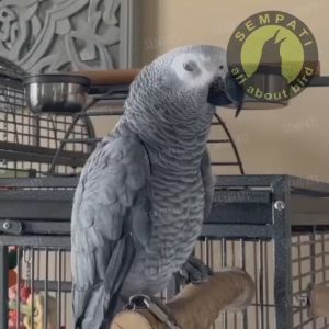 SEMPATI Pakan Burung Macau Nuri Grey Parrots African Vitakraft PMAFPGW