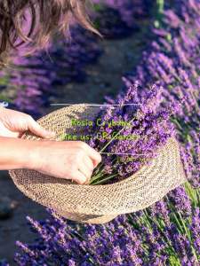 English Lavender 5 seeds 英国薰衣草种子 5粒 (Plant Height: 60cm)