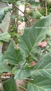 Bibit Tanaman Herbal Kecubung Ungu Original